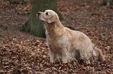 GOLDEN RETRIEVER 1036